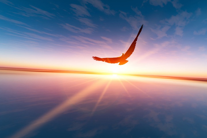 Eagle soaring at sunrise